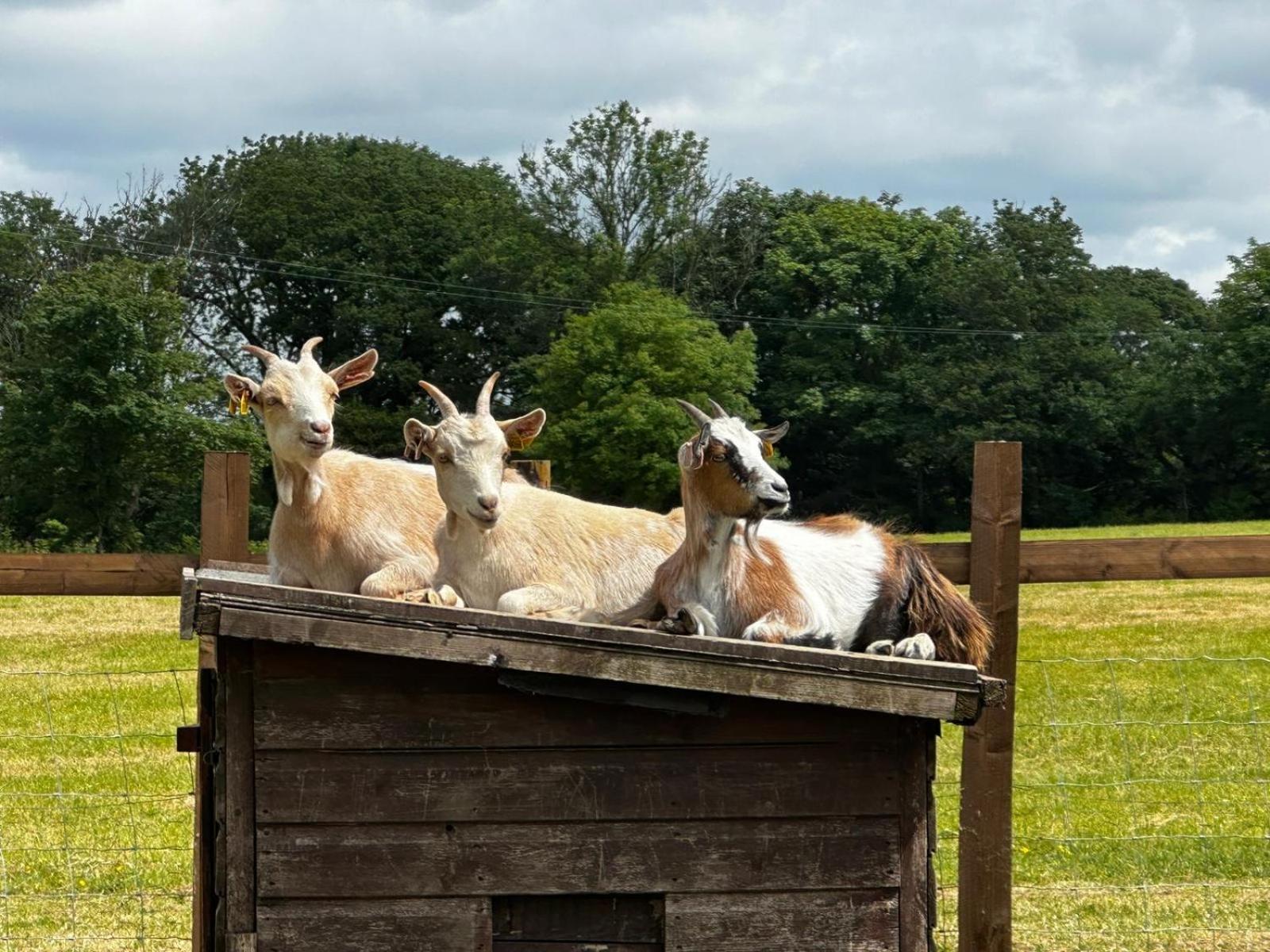 The Cow Shed Apartment Narberth Bagian luar foto